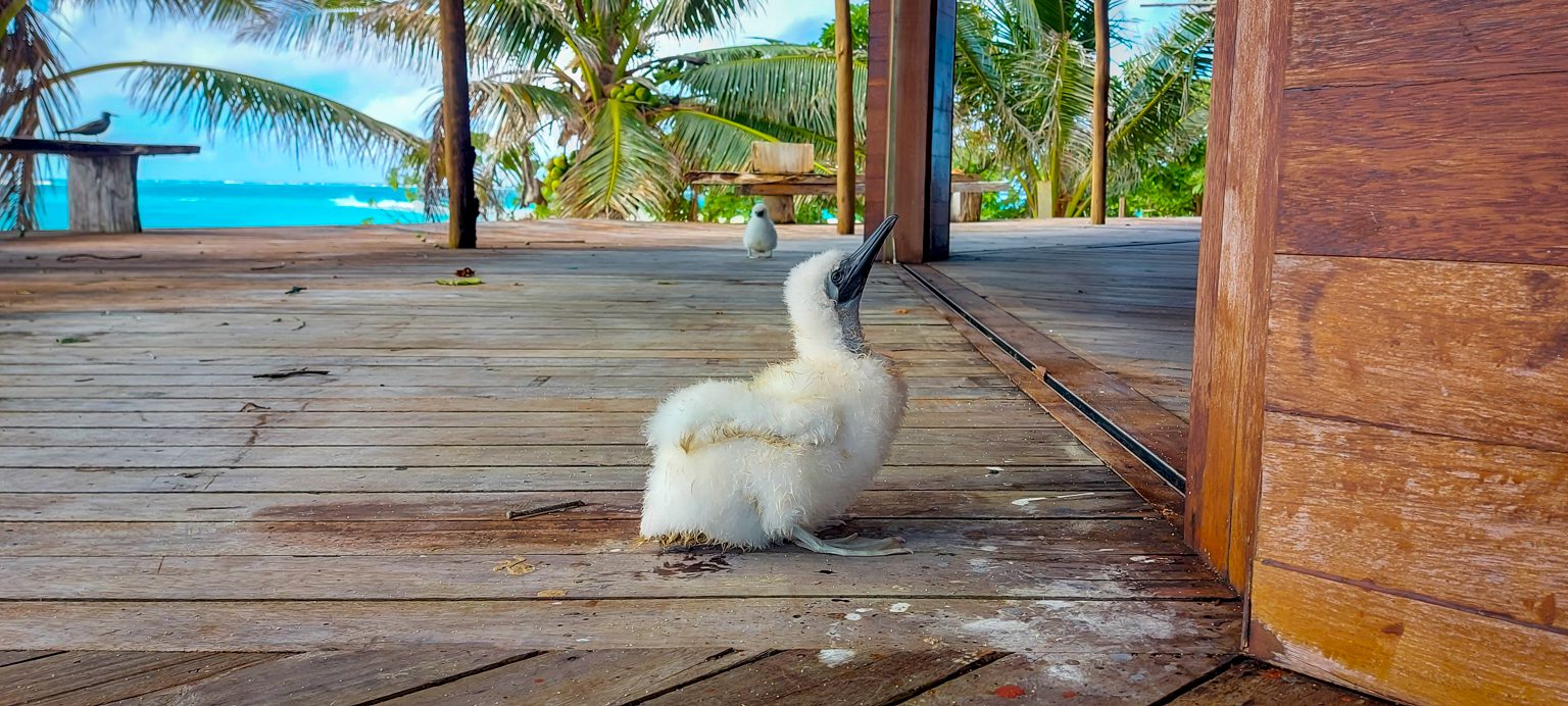 Doodoo the Red-footed Booby Chick on Nanuku Levu (1)