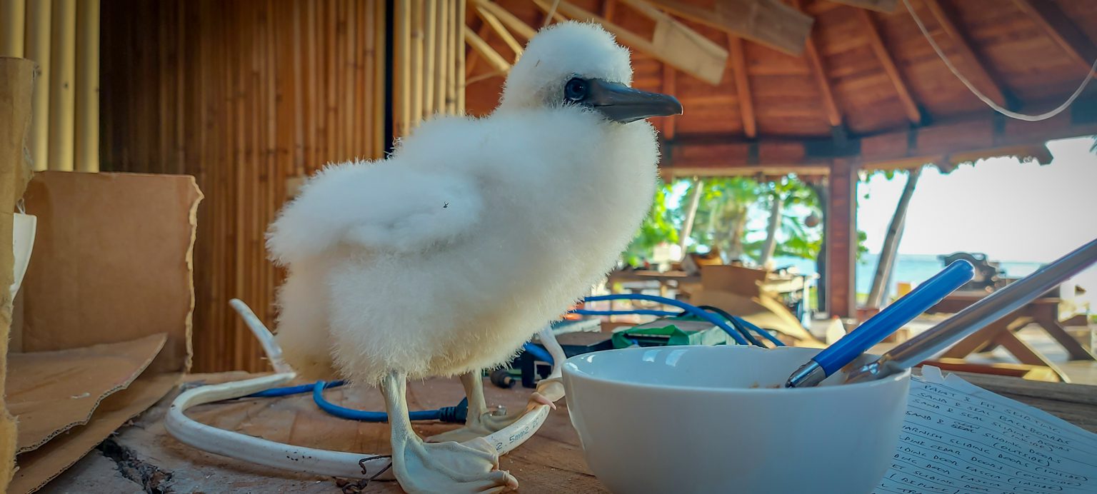 Doodoo the Red-footed Booby Chick on Nanuku Levu (14)