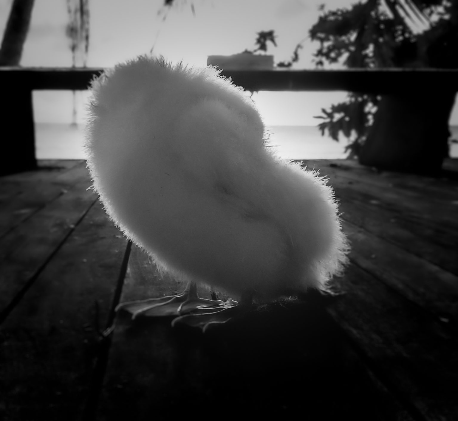 Doodoo the Red-footed Booby Chick on Nanuku Levu (6)