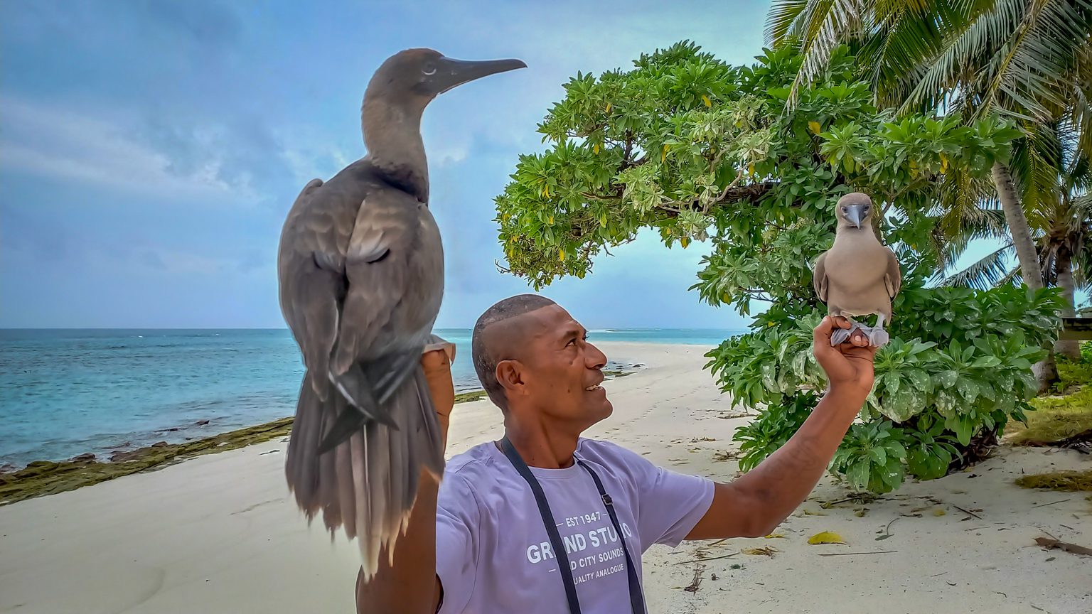 Two redfooted boobies with one of the workers on Nanuku Levu